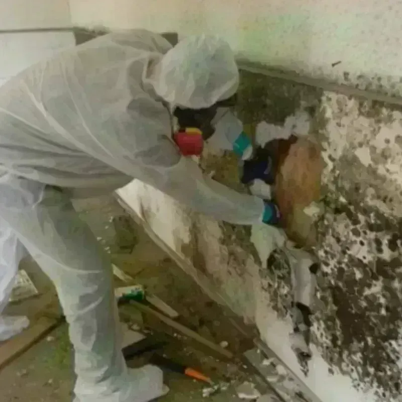 Mold Remediation and Removal in Johnstown, OH